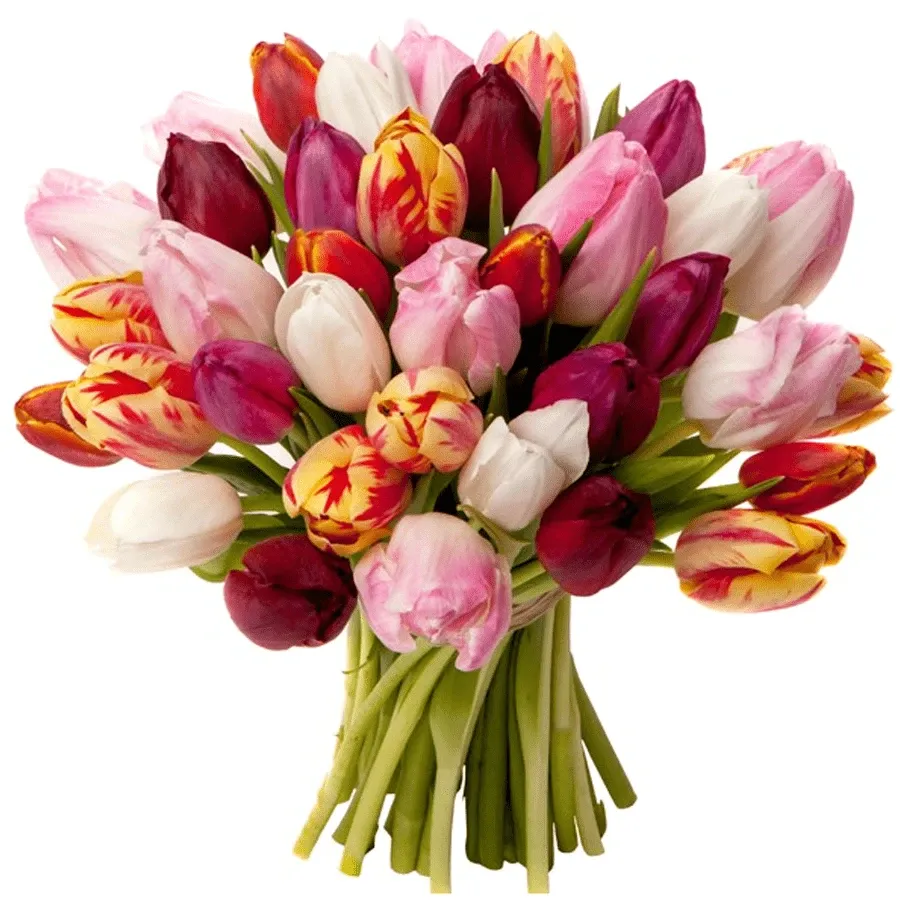 Тюльпаны робкий микс